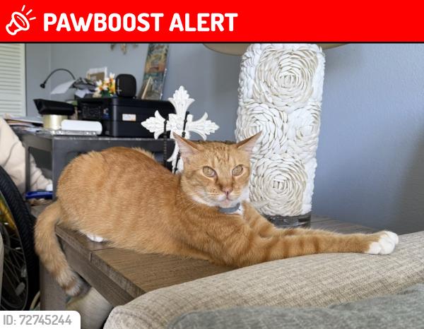 Lost Male Cat last seen Luna Bella lane and Casello dr, New Smyrna Beach, FL 32168