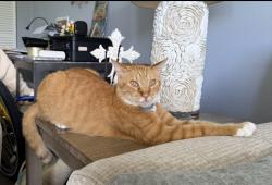 Lost Male Cat last seen Luna Bella lane and Casello dr, New Smyrna Beach, FL 32168