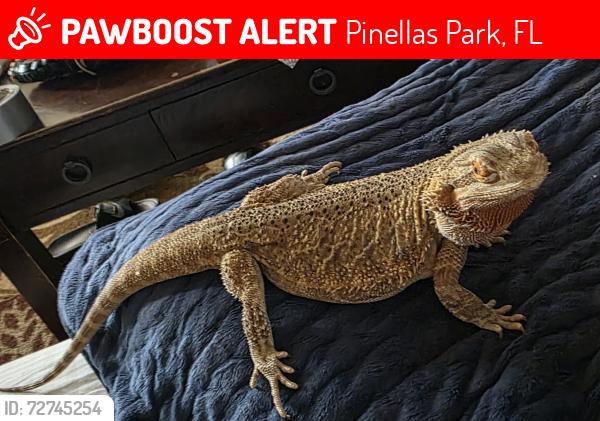 Lost Female Reptile last seen Skyview area 86th ave and 56th street, Pinellas Park, FL 33782