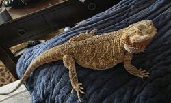Lost Female Reptile last seen Skyview area 86th ave and 56th street, Pinellas Park, FL 33782