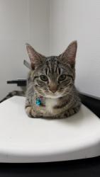 Lost Male Cat last seen Valencia Lea Mobile  Park, Highland, CA 92346