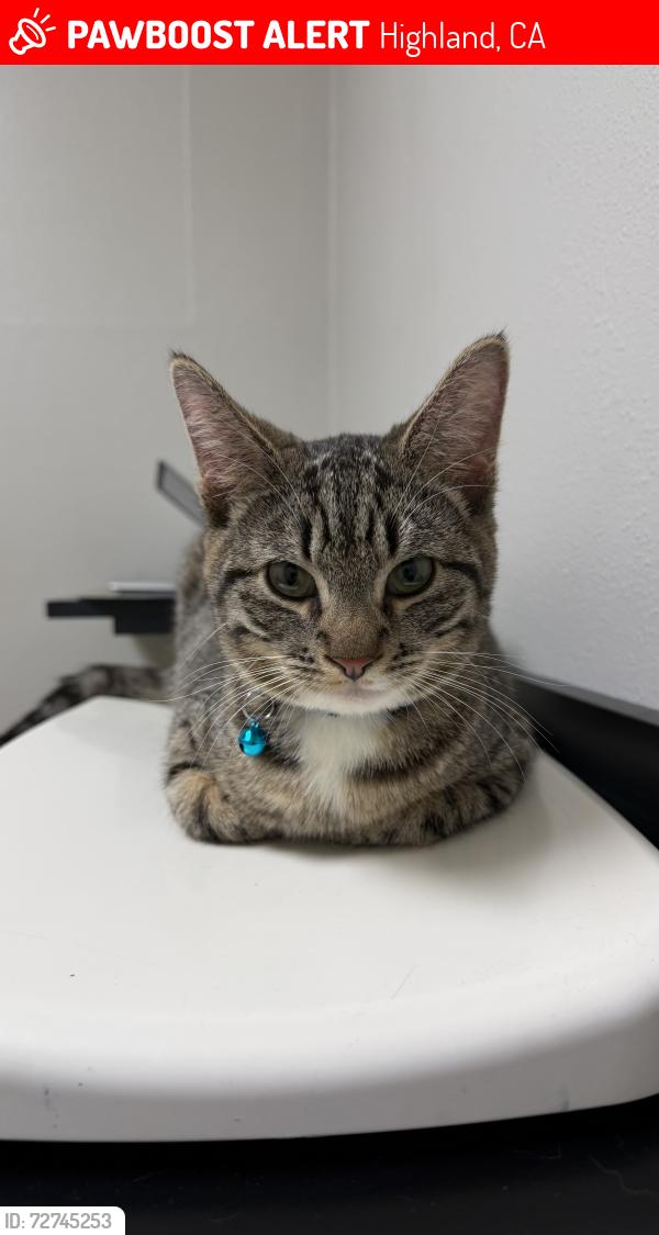 Lost Male Cat last seen Valencia Lea Mobile  Park, Highland, CA 92346