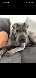 Lost Female Dog last seen Lomita and vermont, Lomita, CA 90717