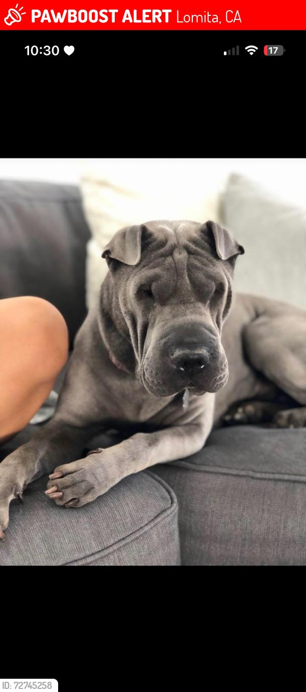 Lost Female Dog last seen Lomita and vermont, Lomita, CA 90717