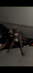 Found/Stray Female Dog last seen Near And Royal, Dallas, TX 75230