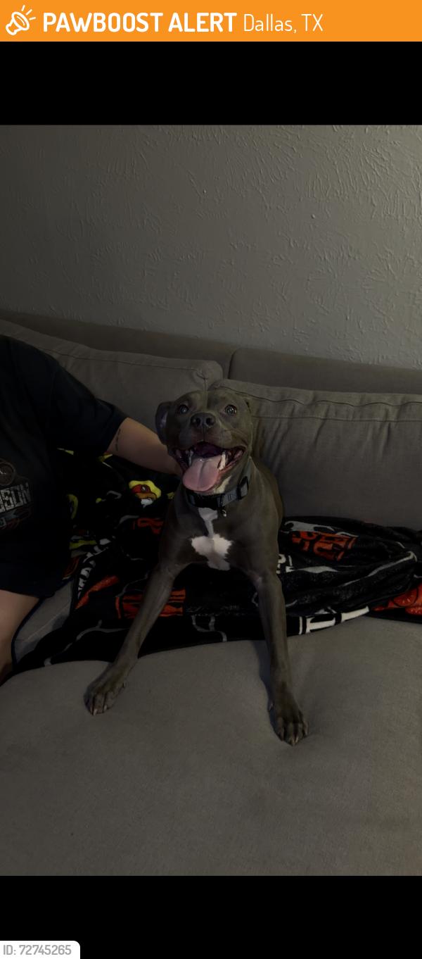Found/Stray Female Dog last seen Near And Royal, Dallas, TX 75230