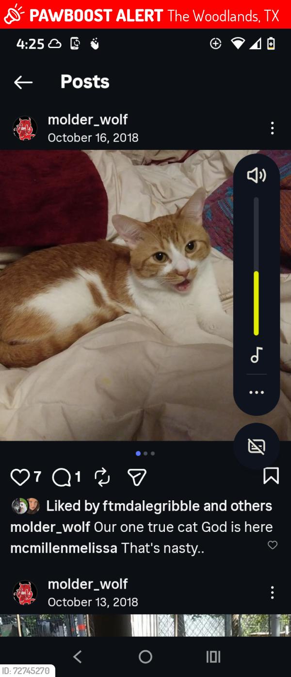Lost Male Cat last seen Panther Creek , The Woodlands, TX 77381