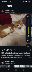 Lost Male Cat last seen Panther Creek , The Woodlands, TX 77381