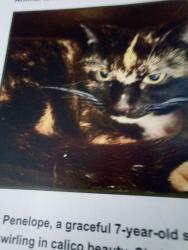 Lost Female Cat last seen Five and below and also Arby's , Victor, NY 14564