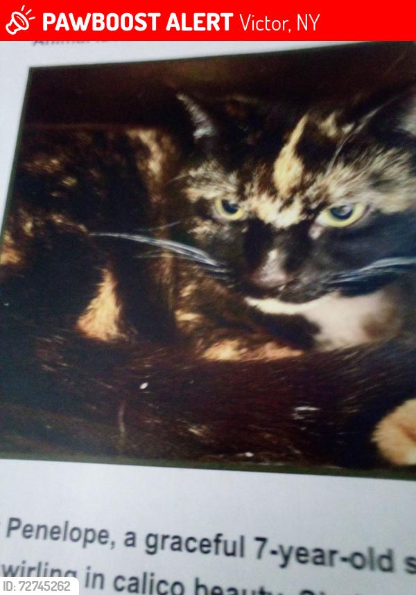 Lost Female Cat last seen Five and below and also Arby's , Victor, NY 14564