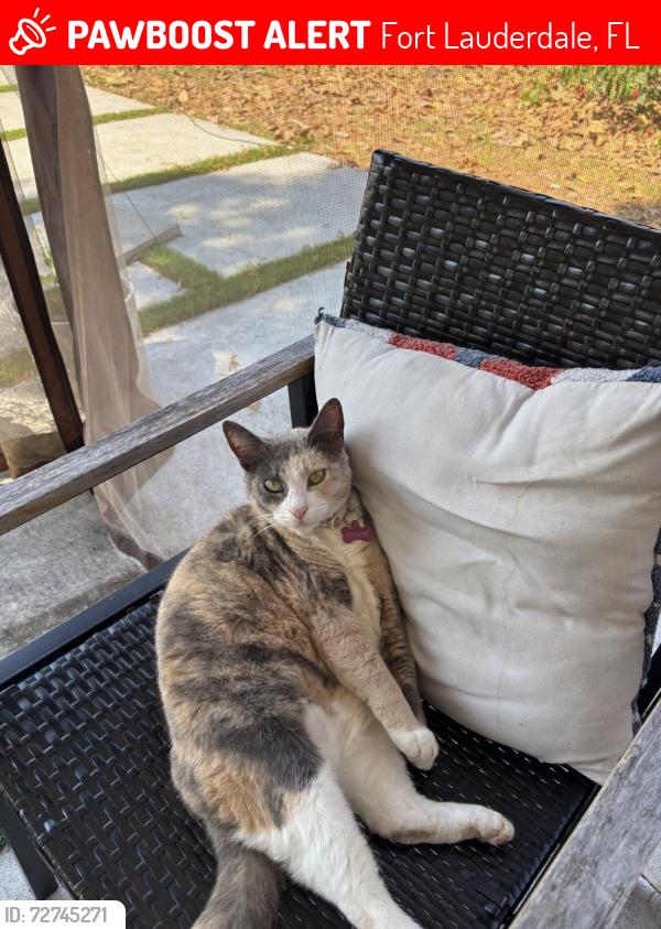 Lost Female Cat last seen Last seen at  in the backyard , Fort Lauderdale, FL 33304
