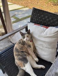 Lost Female Cat last seen Last seen at  in the backyard , Fort Lauderdale, FL 33304