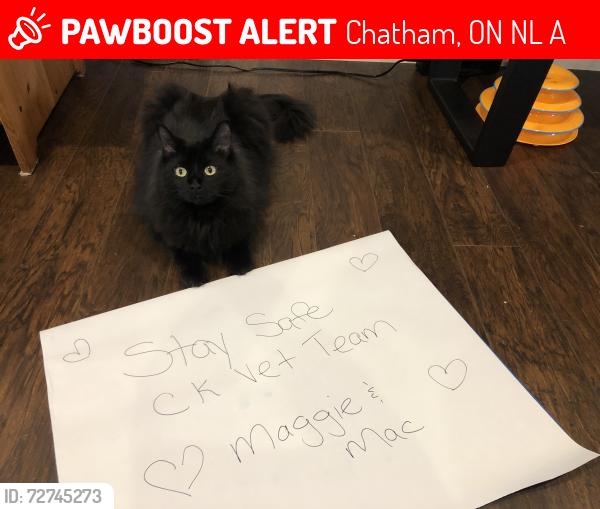Lost Male Cat last seen Near schooner, Chatham, ON N7L 0A1