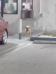 Found/Stray Male Dog last seen East holt Ave and  N Campus ave, Ontario, CA 91761