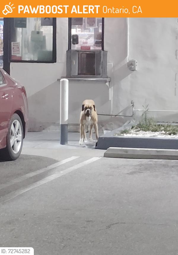 Found/Stray Male Dog last seen East holt Ave and  N Campus ave, Ontario, CA 91761