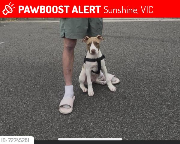 Lost Male Dog last seen Devonshire rd duke street , Sunshine, VIC 3020