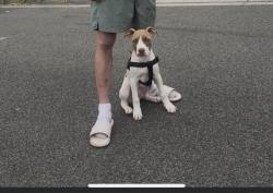 Lost Male Dog last seen Devonshire rd duke street , Sunshine, VIC 3020