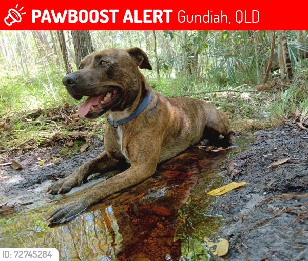 Lost Male Dog last seen Emerys Bridge Road and Ramsey's Rd , Gundiah, QLD 4650