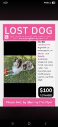 Lost Male Dog last seen Baycreek Dr , Indianapolis, IN 46236