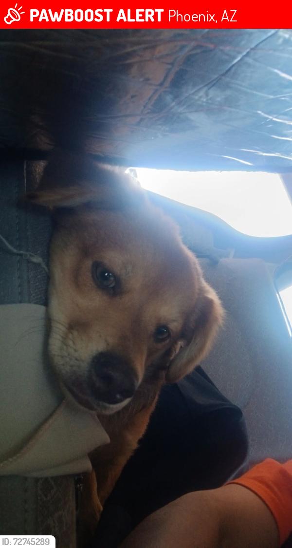 Lost Male Dog last seen Near 15th Street right off the van Buren 16th Street going towards Fillmore, Phoenix, AZ 85006