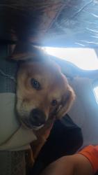 Lost Male Dog last seen Near 15th Street right off the van Buren 16th Street going towards Fillmore, Phoenix, AZ 85006