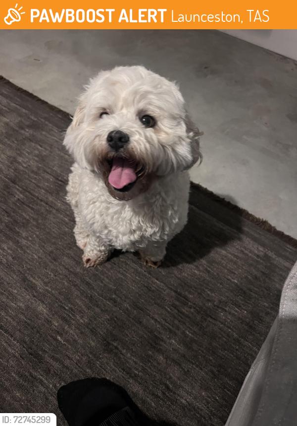 Found/Stray Unknown Dog last seen Margaret street, Launceston, TAS 7250
