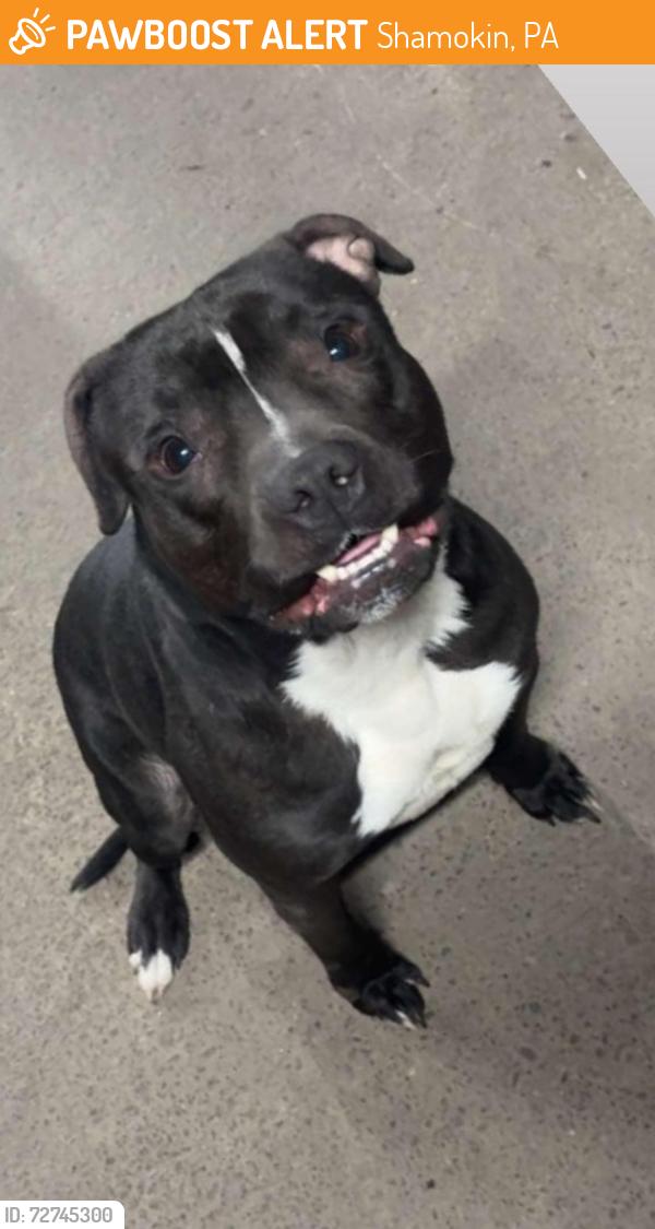 Found/Stray Male Dog last seen West Spruce St, Shamokin, PA 17872