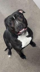 Found/Stray Male Dog last seen West Spruce St, Shamokin, PA 17872