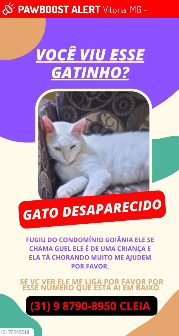 Lost Male Cat last seen Magenta, Vitoria, MG 31970-752