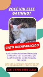 Lost Male Cat last seen Magenta, Vitoria, MG 31970-752