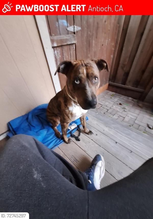 Lost Male Dog last seen Lone tree and hillside in̈ antioch, Antioch, CA 94509