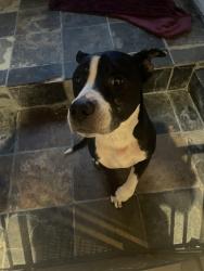 Found/Stray Male Dog last seen Near , Cambridge Springs, PA 16403