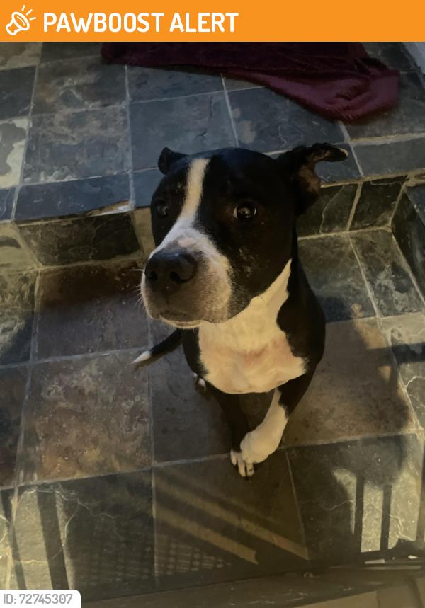 Found/Stray Male Dog last seen Near , Cambridge Springs, PA 16403