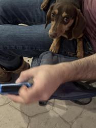 Lost Female Dog last seen Liberty Rd Penitas, Penitas, TX 78576