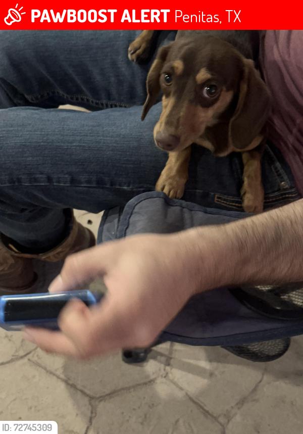 Lost Female Dog last seen Liberty Rd Penitas, Penitas, TX 78576