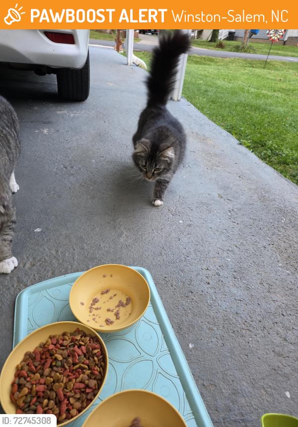 Found/Stray Female Cat last seen Clinnard Avenue , Winston-Salem, NC 27127