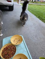 Found/Stray Female Cat last seen Clinnard Avenue , Winston-Salem, NC 27127