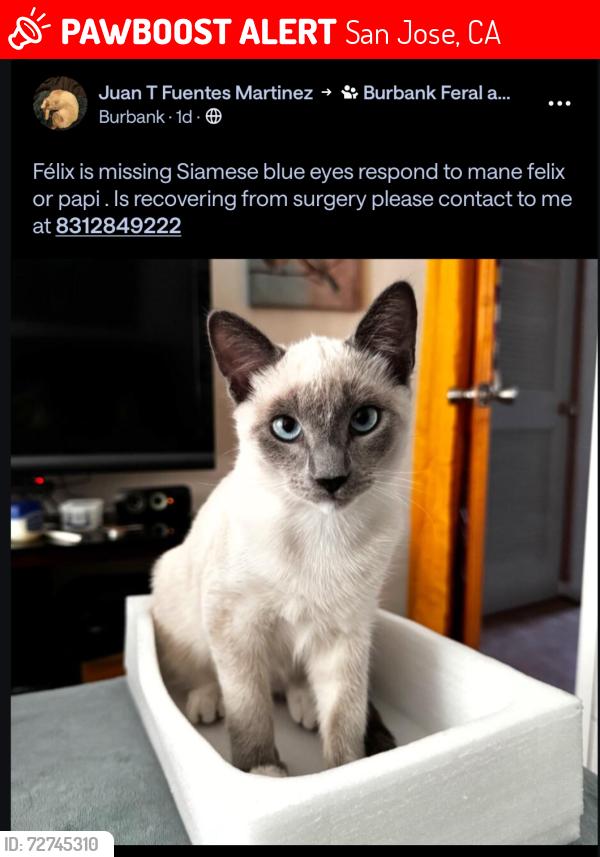 Lost Male Cat last seen San Carlos , San Jose, CA 95128