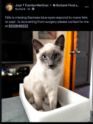 Lost Male Cat last seen San Carlos , San Jose, CA 95128