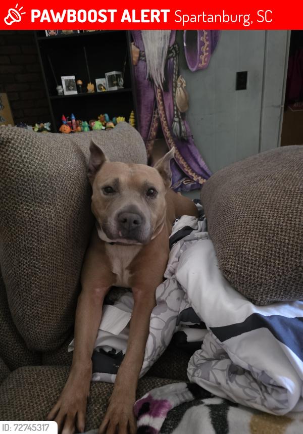 Lost Male Dog last seen Alpo was last seen in my backyard. Pushed out the back gate and went into the wooded area behind my hse that leads to Archer rd., Spartanburg, SC 29303