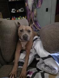Lost Male Dog last seen Alpo was last seen in my backyard. Pushed out the back gate and went into the wooded area behind my hse that leads to Archer rd., Spartanburg, SC 29303