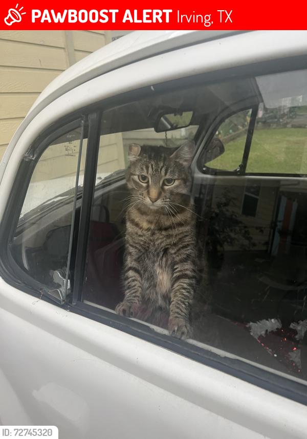 Lost Female Cat last seen Marlynn st Irving Tx , Irving, TX 75061