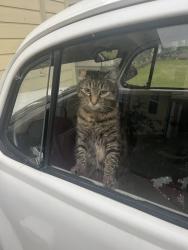 Lost Female Cat last seen Marlynn st Irving Tx , Irving, TX 75061