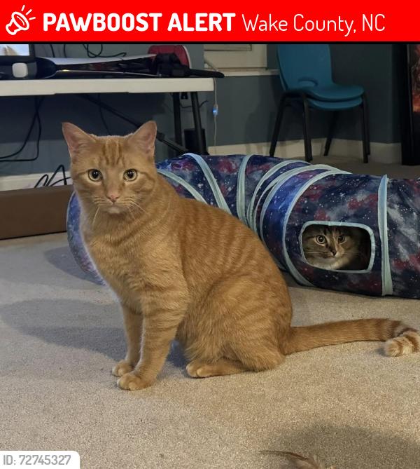 Lost Male Cat last seen Turner Store Lane and Turner Meadows Drive, Raleigh, NC 27603