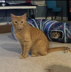 Lost Male Cat last seen Turner Store Lane and Turner Meadows Drive, Raleigh, NC 27603