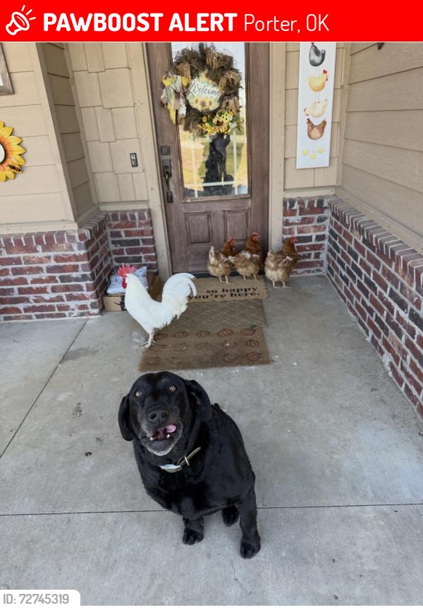 Lost Female Dog last seen Hwy 51B/461st E Ave, Porter, OK 74454