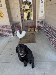 Lost Female Dog last seen Hwy 51B/461st E Ave, Porter, OK 74454