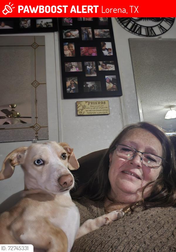 Lost Male Dog last seen East Central , Lorena, TX 76655