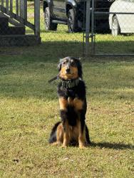 Lost Male Dog last seen Glenraven ave, Gastonia, NC 28052