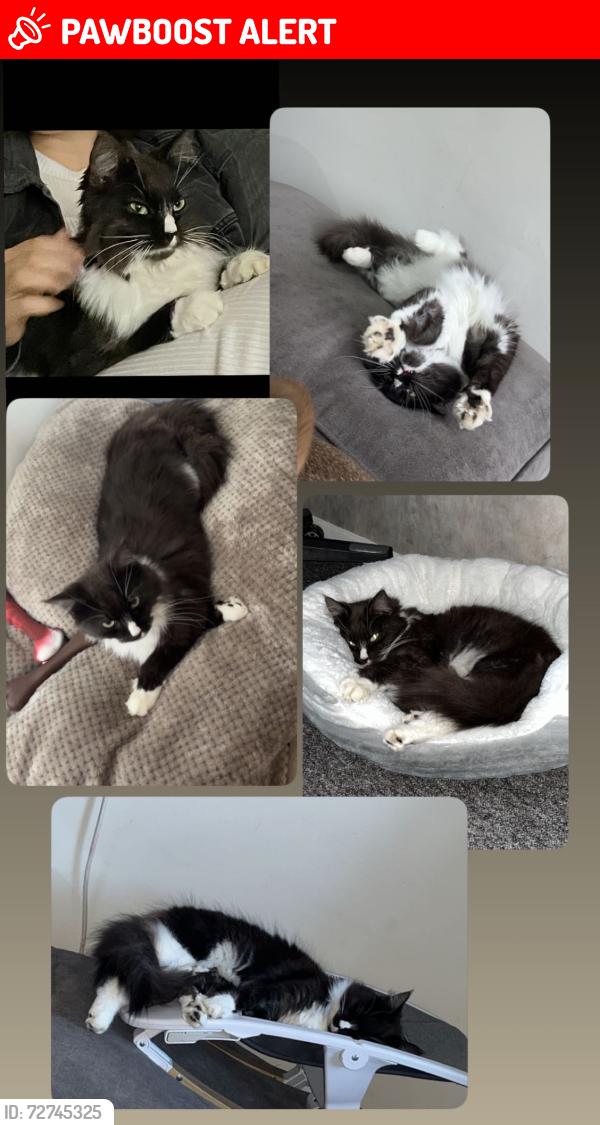 Lost Female Cat last seen Theobald road nr1 2ny , Norfolk, England NR1 2NY